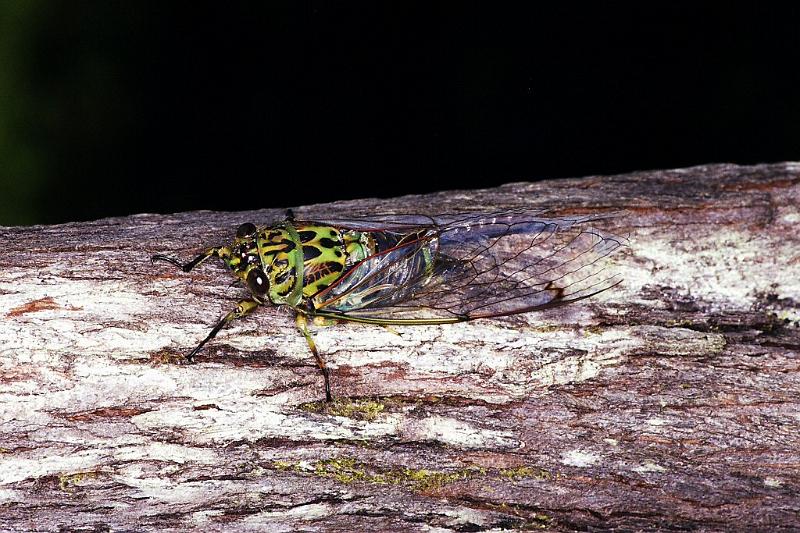 ZZ_ZZ230_F2286_Z_94_Paponga_Nieuw-Zeeland.jpg