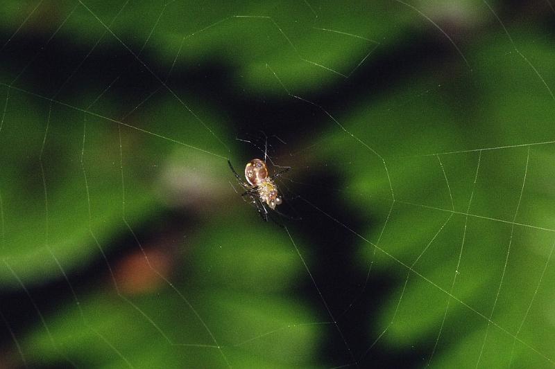 ZZ_ZZ232_F2289_Z_80_Paponga_Nieuw-Zeeland.jpg