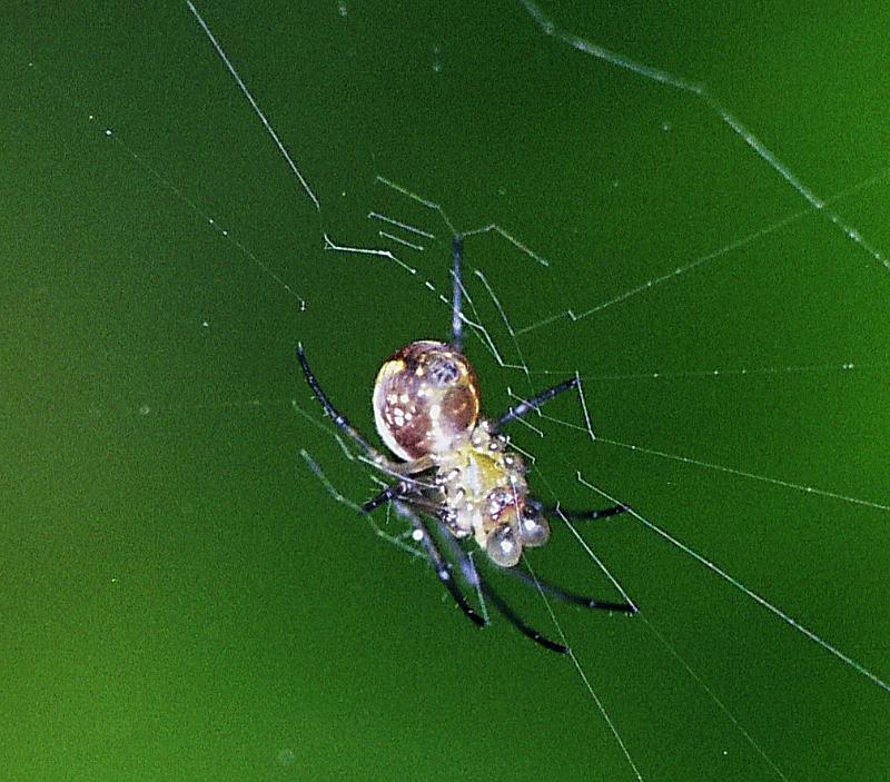 ZZ_ZZ232_F2290_Z_80_Paponga_Nieuw-Zeeland.jpg