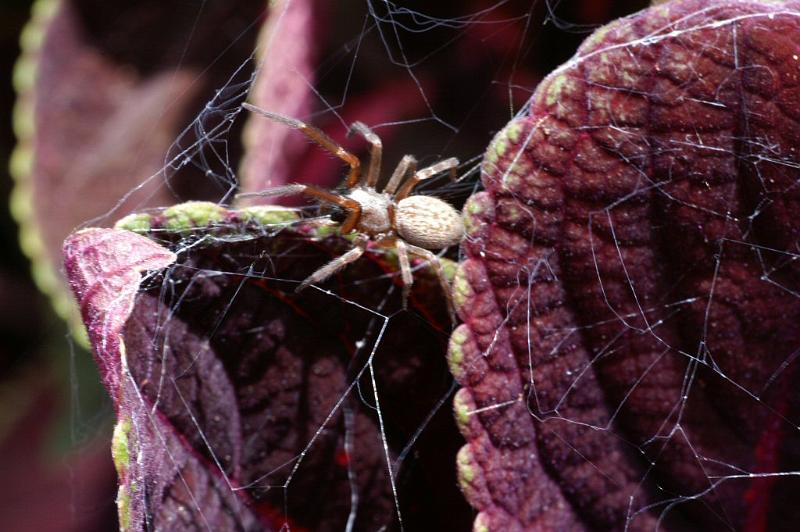 ZZ_ZZXYX_D4168_Z_75_Nudgee_Australie.jpg