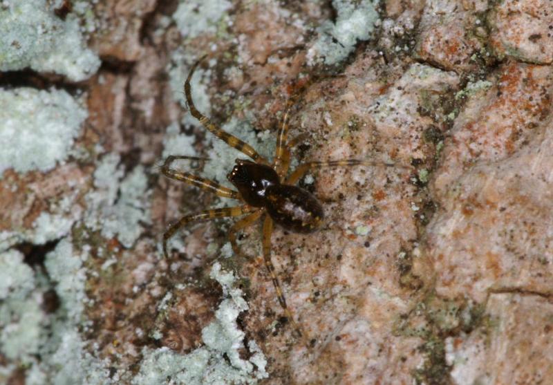 ZZ_ZZXYX_D4269_Z_80_Waterleidingduinen_Nederland.jpg