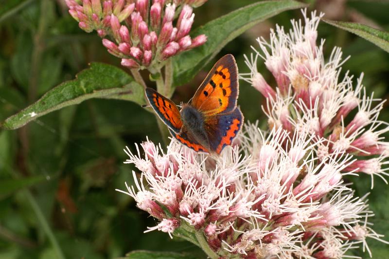 ZZ_ZZXYX_D4613_Z_90_Waterleidingduinen_Nederland.jpg