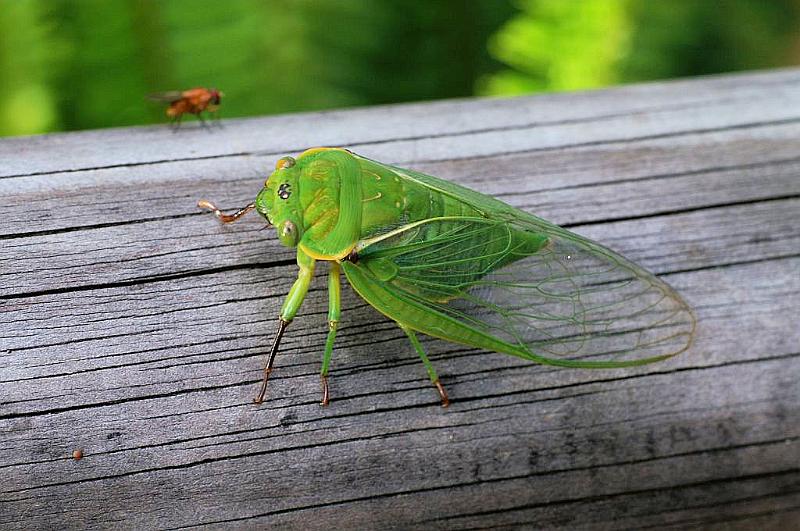 ZZ_ZZXYX_D5424_Z_85_Yungaburra_Australie.jpg
