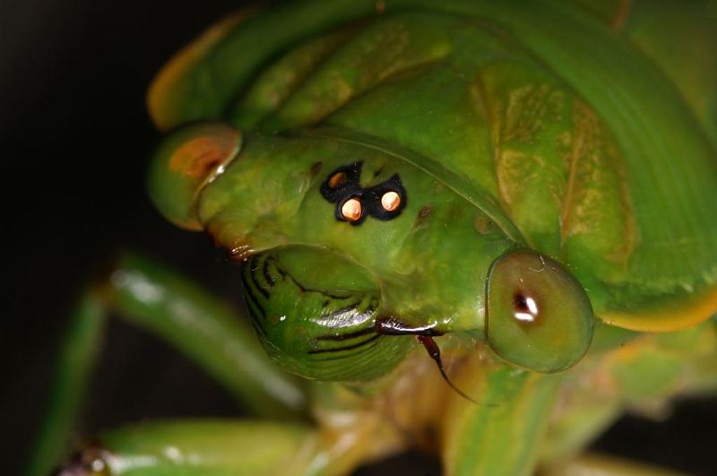 ZZ_ZZXYX_D5426_Z_85_Yungaburra_Australie.jpg