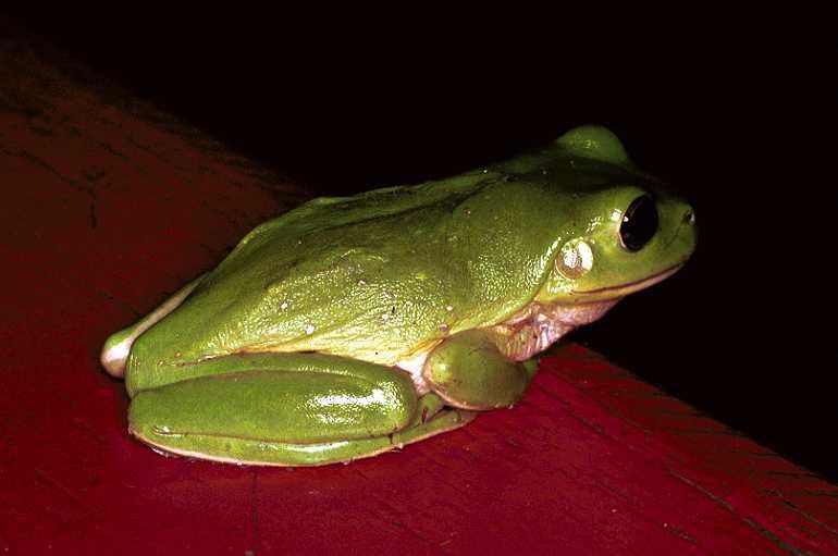 ZZ_ZZXYX_F0710_Z_84_Giru_Australie.jpg