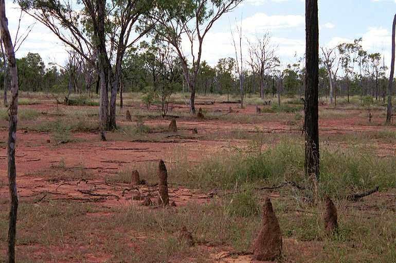 ZZ_ZZXYX_F0727_Z_80_Marabee_Australie.jpg