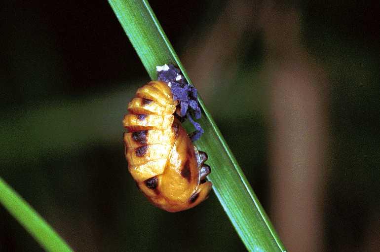 ZZ_ZZXYX_F0865_Z_82_Giru_Australie.jpg