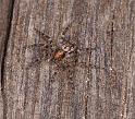 ZZ_ZZ331_D3730_Z_88_Mundaring_Australie