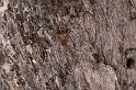 ZZ_ZZ397_D5503_Z_85_Collinsville_Australie