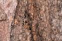 ZZ_ZZ397_D5504_Z_88_Collinsville_Australie