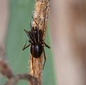 ZZ_ZZXYX_D2853_Z_82_Badhoevedorp_Nederland