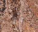 ZZ_ZZXYX_D3386_Z_88_Leonora_Australie