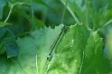ZZ_ZZXYX_D3731_Z_85_Badhoevedorp_Nederland