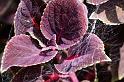 ZZ_ZZXYX_D4170_Z_85_Nudgee_Australie