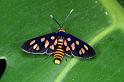 ZZ_ZZXYX_D4175_Z_90_Nudgee_Australie