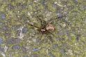 ZZ_ZZXYX_D4228_Z_90_Badhoevedorp_Nederland