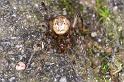 ZZ_ZZXYX_D4230_Z_89_Badhoevedorp_Nederland