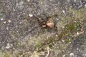 ZZ_ZZXYX_D4232_Z_89_Badhoevedorp_Nederland