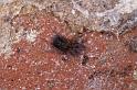 ZZ_ZZXYX_D4234_Z_89_Badhoevedorp_Nederland