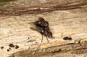ZZ_ZZXYX_D4277_Z_81_Waterleidingduinen_Nederland