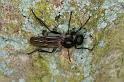 ZZ_ZZXYX_D4313_Z_85_Waterleidingduinen_Nederland