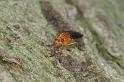 ZZ_ZZXYX_D4412_Z_85_Oostvlieland_Nederland