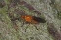 ZZ_ZZXYX_D4413_Z_86_Oostvlieland_Nederland