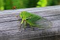ZZ_ZZXYX_D5424_Z_85_Yungaburra_Australie