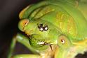 ZZ_ZZXYX_D5425_Z_85_Yungaburra_Australie