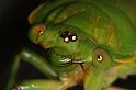 ZZ_ZZXYX_D5426_Z_85_Yungaburra_Australie