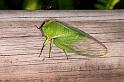 ZZ_ZZXYX_D5427_Z_85_Yungaburra_Australie