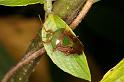 ZZ_ZZXYX_D5431_Z_92_Yungaburra_Australie