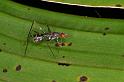 ZZ_ZZXYX_D5436_Z_90_Yungaburra_Australie