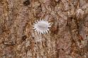 ZZ_ZZXYX_D5453_Z_90_Yungaburra_Australie