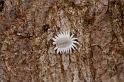 ZZ_ZZXYX_D5454_Z_90_Yungaburra_Australie