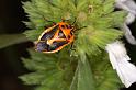 ZZ_ZZXYX_D5505_Z_90_Collinsville_Australie