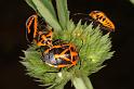 ZZ_ZZXYX_D5506_Z_90_Collinsville_Australie