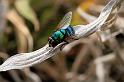 ZZ_ZZXYX_D5507_Z_88_Collinsville_Australie