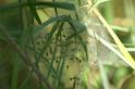 ZZ_ZZXYX_D6983_Z_85_Waterleidingduinen_Nederland
