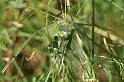 ZZ_ZZXYX_D6985_Z_85_Waterleidingduinen_Nederland