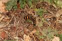 ZZ_ZZXYX_D6993_Z_88_Waterleidingduinen_Nederland