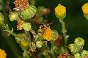 ZZ_ZZXYX_D7519_Z_88_Waterleidingduinen_Nederland