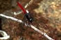 ZZ_ZZXYX_F0674_Z_80_Giru_Australie