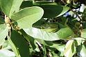 ZZ_ZZXYX_F0688_Z_75_Giru_Australie