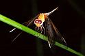 ZZ_ZZXYX_F0733_Z_80_Marabee_Australie