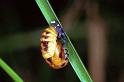 ZZ_ZZXYX_F0865_Z_82_Giru_Australie