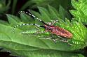 ZZ_ZZXYX_F1285_O_86_Laprade_Frankrijk
