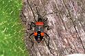ZZ_ZZXYX_F1594_Z_85_Warrnambool_Australie