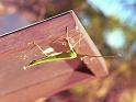 ZZ_ZZXYX_F1773_Z_79_Katherine_Australie