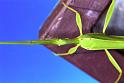 ZZ_ZZXYX_F1776_Z_81_Katherine_Australie